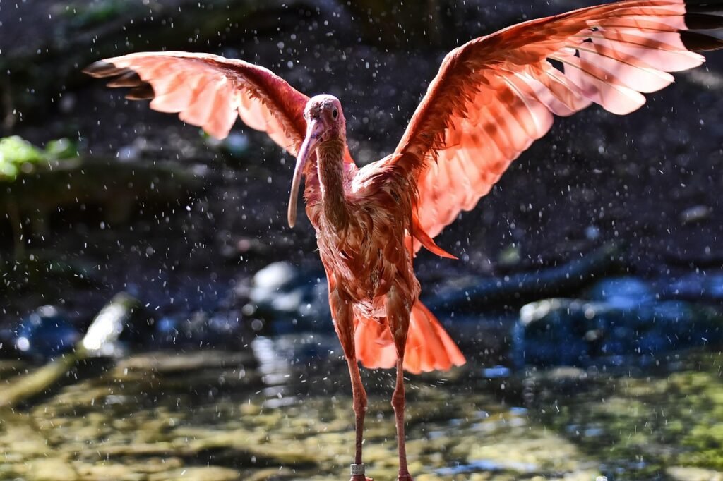bird, ibis, ornithology, species, fauna, avian, animal, wildlife, eudocimus ruber, scarlet ibis, red ibis, red sickle, plumage, zoo, nature, tierpark hellabrunn
