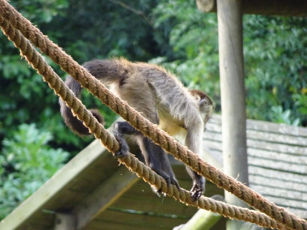 monkey, ropes, squirrel monkey, everything, own, everything, everything, everything, everything, everything